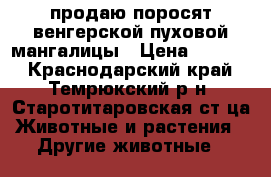 продаю поросят венгерской пуховой мангалицы › Цена ­ 5 500 - Краснодарский край, Темрюкский р-н, Старотитаровская ст-ца Животные и растения » Другие животные   